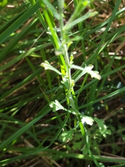 Vittadinia