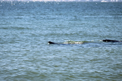 Trichechus manatus