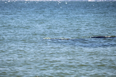 Trichechus manatus