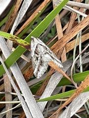 Dichromodes stilbiata