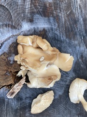 Pleurotus ostreatus