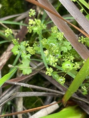 Hydrocotyle callicarpa