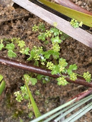 Hydrocotyle callicarpa