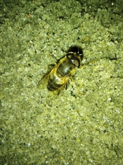 Eristalis