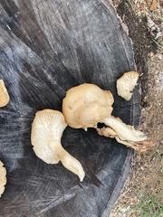 Pleurotus ostreatus