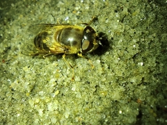 Eristalis