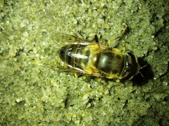 Eristalis