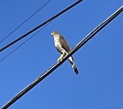 Accipiter cooperii