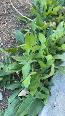 Sisymbrium orientale