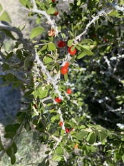 Schaefferia cuneifolia