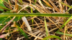 Agriphila