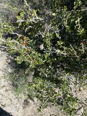 Schaefferia cuneifolia