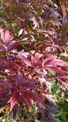 Paeonia suffruticosa
