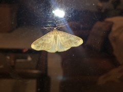 Erannis tiliaria