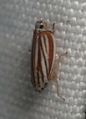 Commellus comma
