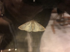 Erannis tiliaria