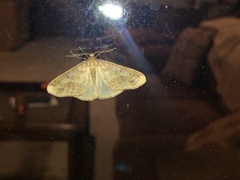 Erannis tiliaria