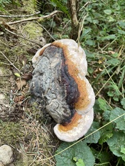Fomitopsis