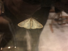 Erannis tiliaria