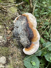 Fomitopsis