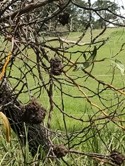 Agrobacterium radiobacter