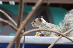 Sciurus stramineus