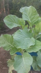 Brassica oleracea