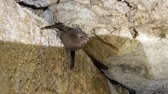 Peropteryx macrotis