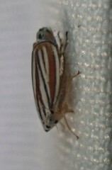 Commellus comma