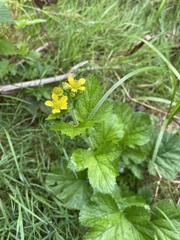 Geum