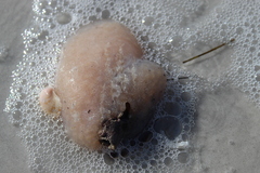 Aplidium stellatum