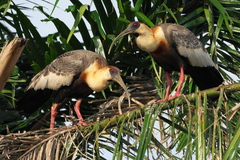 Theristicus caudatus