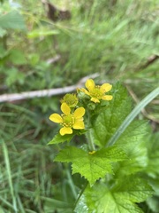 Geum