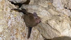 Peropteryx macrotis