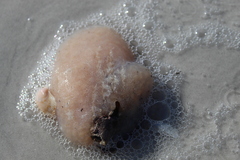 Aplidium stellatum