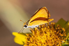 Copaeodes aurantiaca