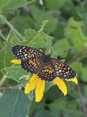 Texola elada ulrica