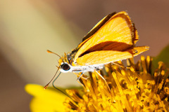 Copaeodes aurantiaca