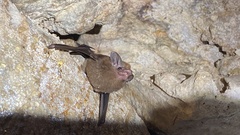 Peropteryx macrotis