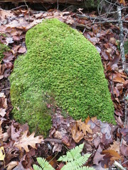 Thuidium