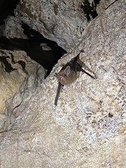 Peropteryx macrotis