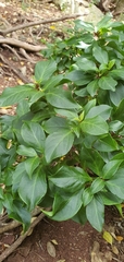 Achyranthes margaretarum