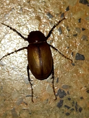 Melolonthinae