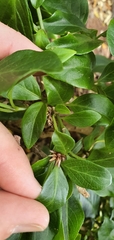 Achyranthes margaretarum