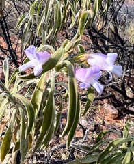 Eremophila freelingii