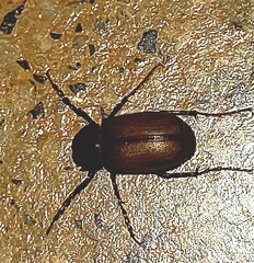 Melolonthinae