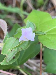 Rhexia petiolata