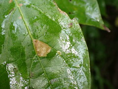 Coleophora cornella