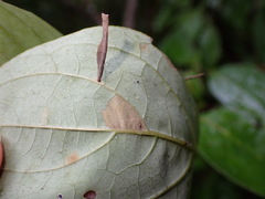Coleophora cornella
