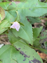 Rhexia petiolata